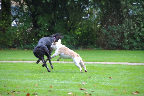 Hundewiese Eickhorst